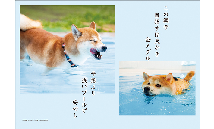 オフィスベンダー・杜の文具で販売中の柴犬の写真と川柳を毎月楽しめる「B4リングカレンダー／犬川柳」