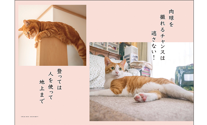オフィスベンダー・杜の文具で販売中の猫好きさんにおすすめ「B4リングカレンダー／猫川柳」